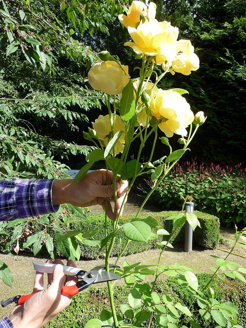 Okatsune 101 7-Inch Bypass Pruners - Durable Japanese Steel Gardening Tool - Image 3